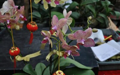 Hong Kong Chinese New Year Flower Markets