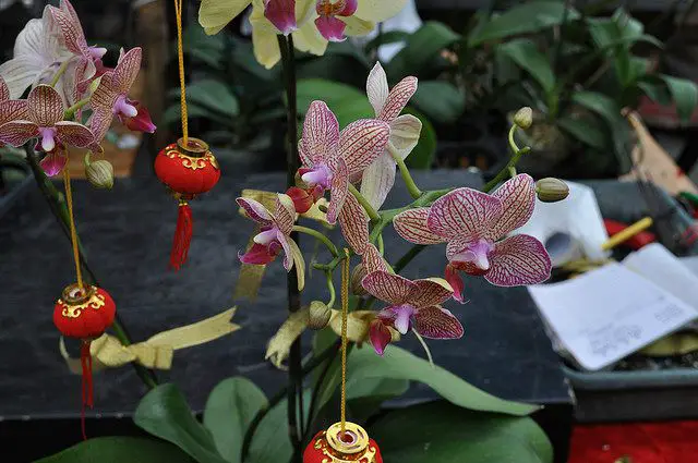 Hong Kong Chinese New Year Flower Markets