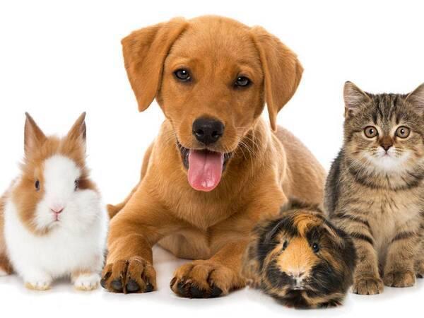 Protecting Your Pet: ⁤How to Choose Safe and Non-Toxic Toys